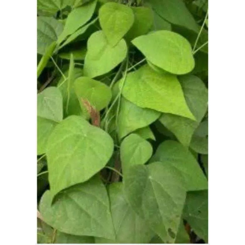 Bibit daun cincau bulu cincau rambat