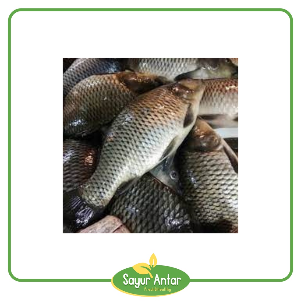 

Ikan Mas 500 gr | Sayur.Antar | Free Ongkir Bandung Cimahi