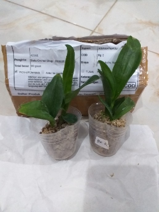 Bibit Anggrek Dendro - Seedling Hybrid Dendrobium Melintir - Keriting