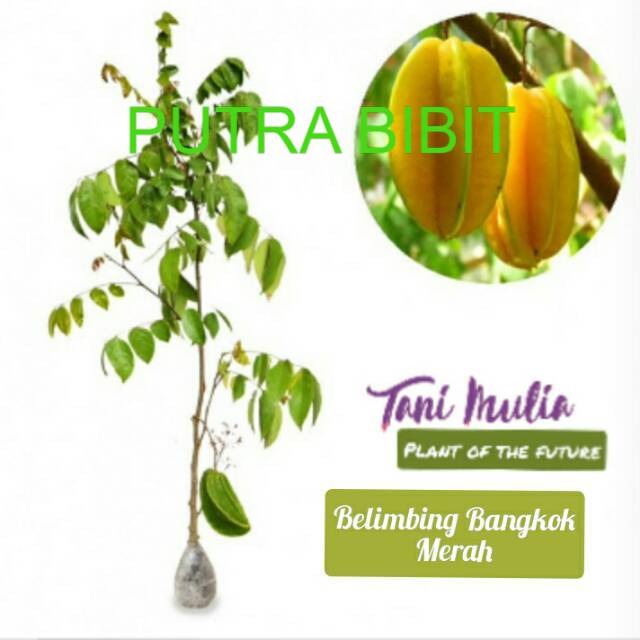 Belimbing Bangkok merah/tanaman belimbing Bangkok merah