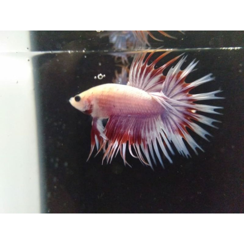 Ikan Cupang / Betta CROWNTAIL