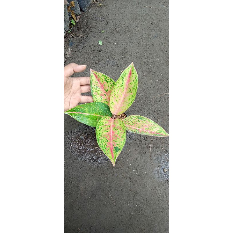 Aglaonema Big Roy