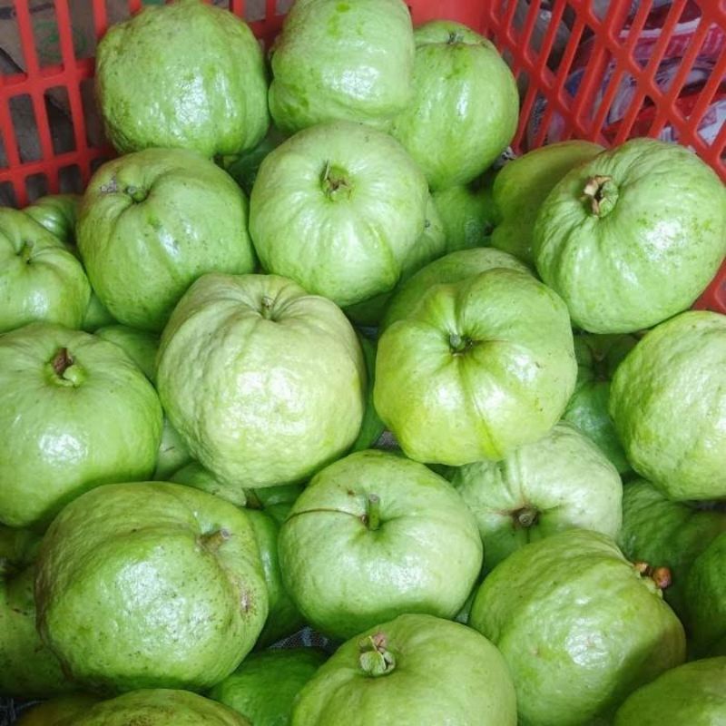 

jambu kristal super per1kg