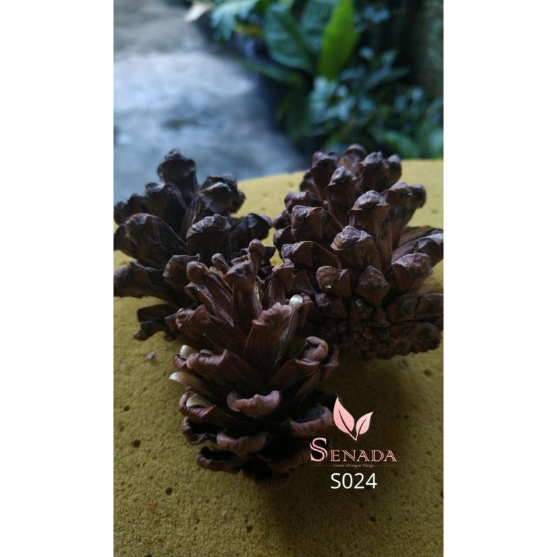 (1/4 - 1 kg) Biji Cemara / Buah Cemara / Pine Cone / Bunga Pinus