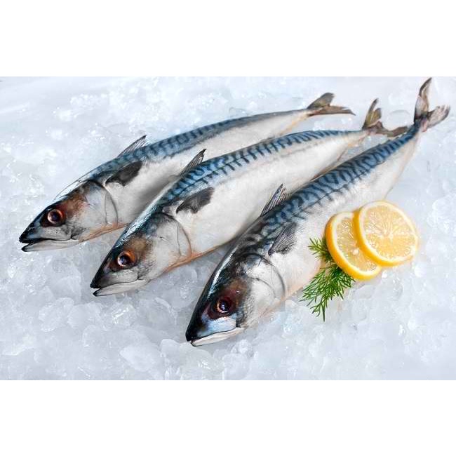 

Ikan Tongkol / Mackerel Tuna
