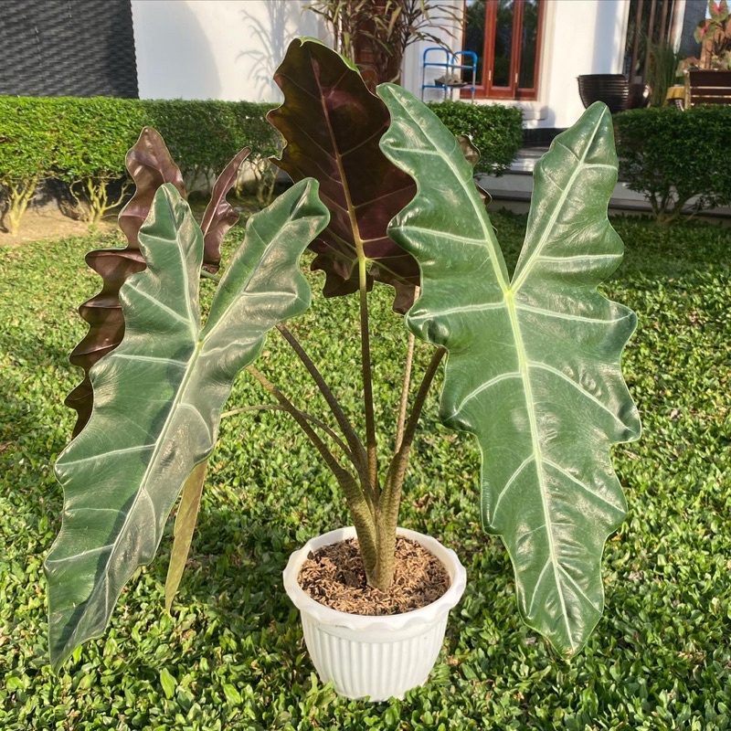 alocasia sanderiana jumbo
