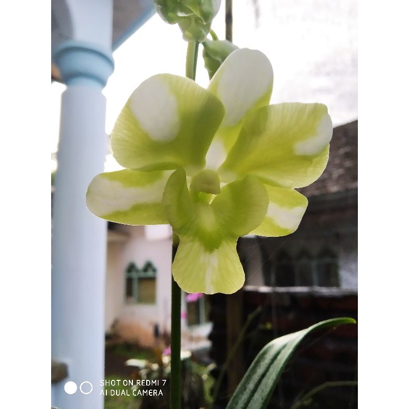 anggrek dendro liberty