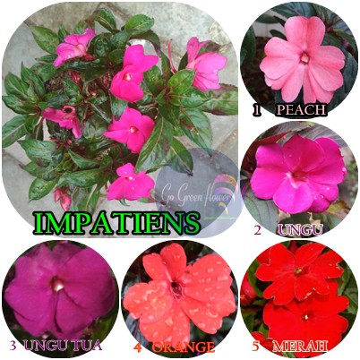 BUNGA IMPATIENS WALLERIANA IRIANCIS PACAR AIR LENGKAP