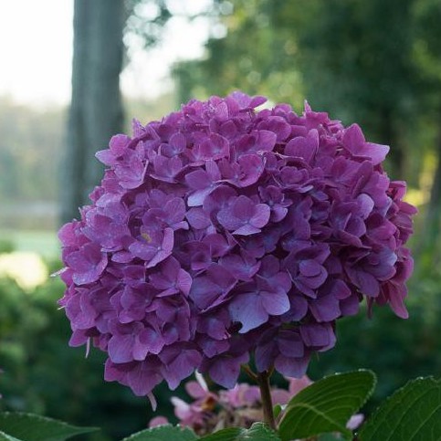 Benih HYDRANGEA PURPLE - Bibit Biji Bunga