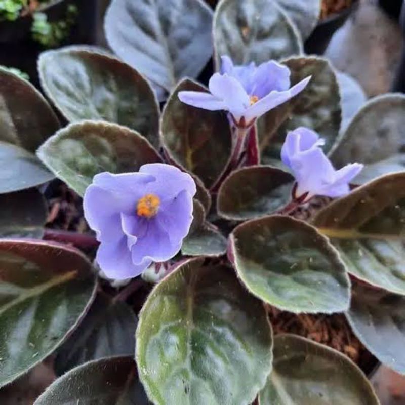 tanaman hias bunga violces biru