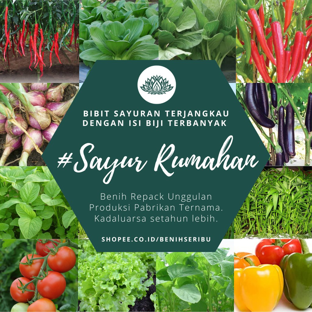 BSJT Benih Bibit Sayur Sayuran Hidroponik Daun Paket Lengkap All Varian Bayam Cabe Bawang Kangkung Kol Kubis Sawi Pakcoy Selada Merah Terong Ungu Tomat dll