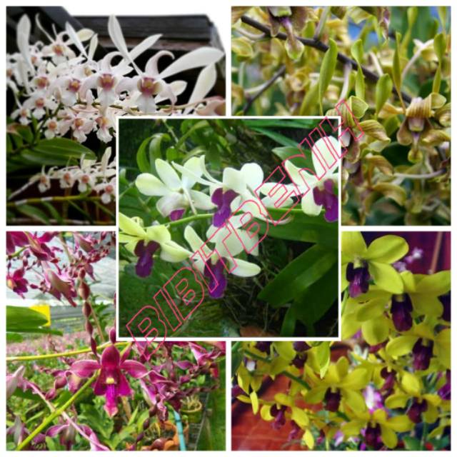 Bibit botol anggrek dendrobium botol saos
