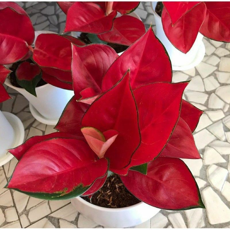 Aglaonema suksom mutasi / Aglonema suksom florist nursery/ Aglonema suksom (Tanaman hias aglaonema suksom - tanaman hias hidup - bunga hidup - bunga aglonema - aglaonema merah - aglonema merah - aglaonema murah - aglaonema murah