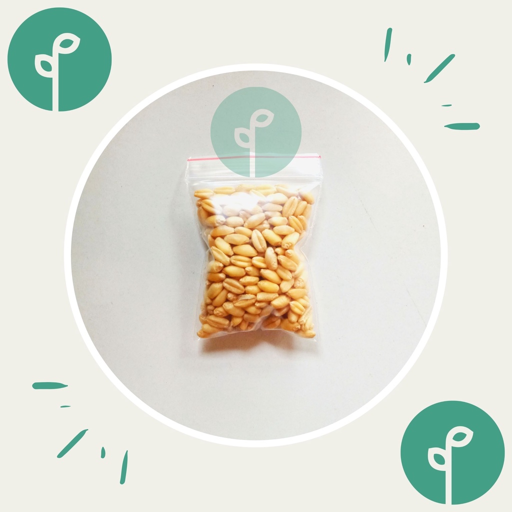 30 Benih Bibit Bibit Rumput Wheatgrass Benih Wheat Grass Kucing Microgreen Tanaman Rumput Sayuran Cat Grass Unggul Berkualitas Premium Seed Benih Seribu Official Store Semarang-1