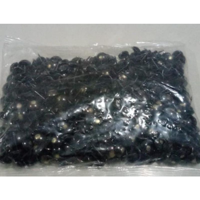 paku pines mata kucing