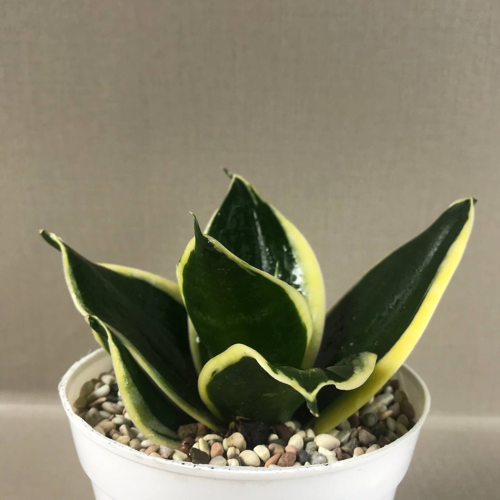 Sansevieria sansivera trifasciata pagoda, tanamam hias hidup, indoor