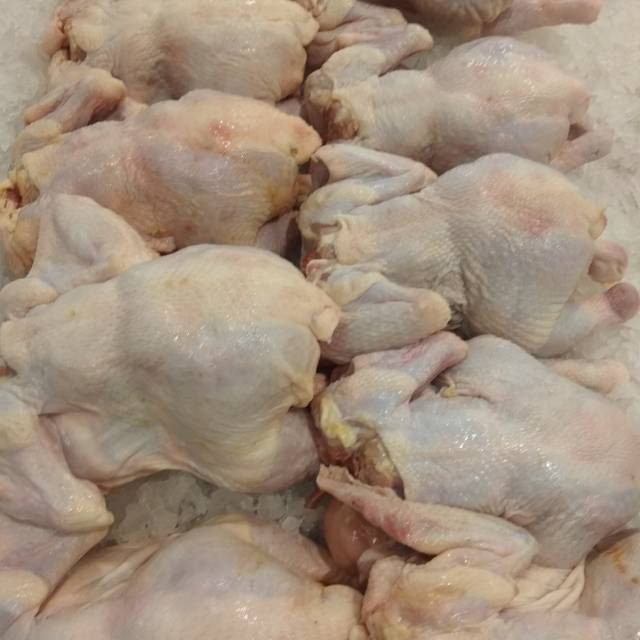 

Ayam broiler