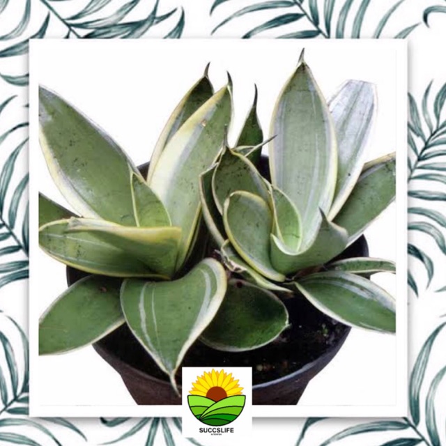 tanaman hias sanseveira sansivera hanii silver frost