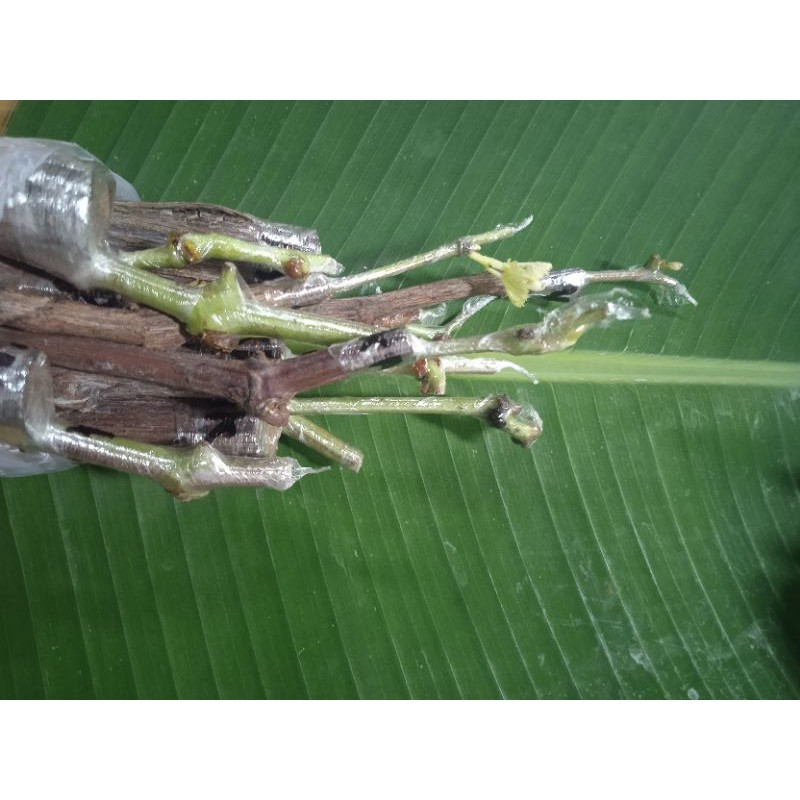 cutting grafiting anggur import