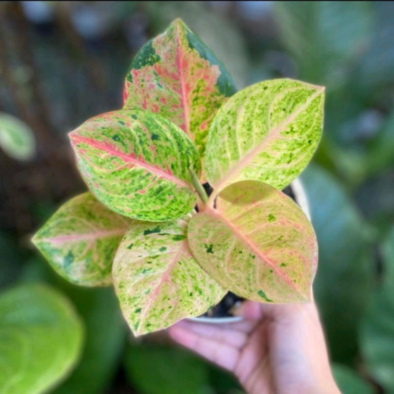 bibit/anakan aglonema emerald