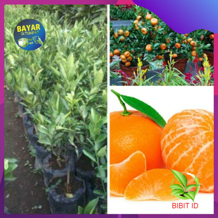 bibit jeruk mandarin