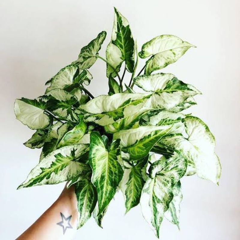 Tanaman hias syngonium magic marble