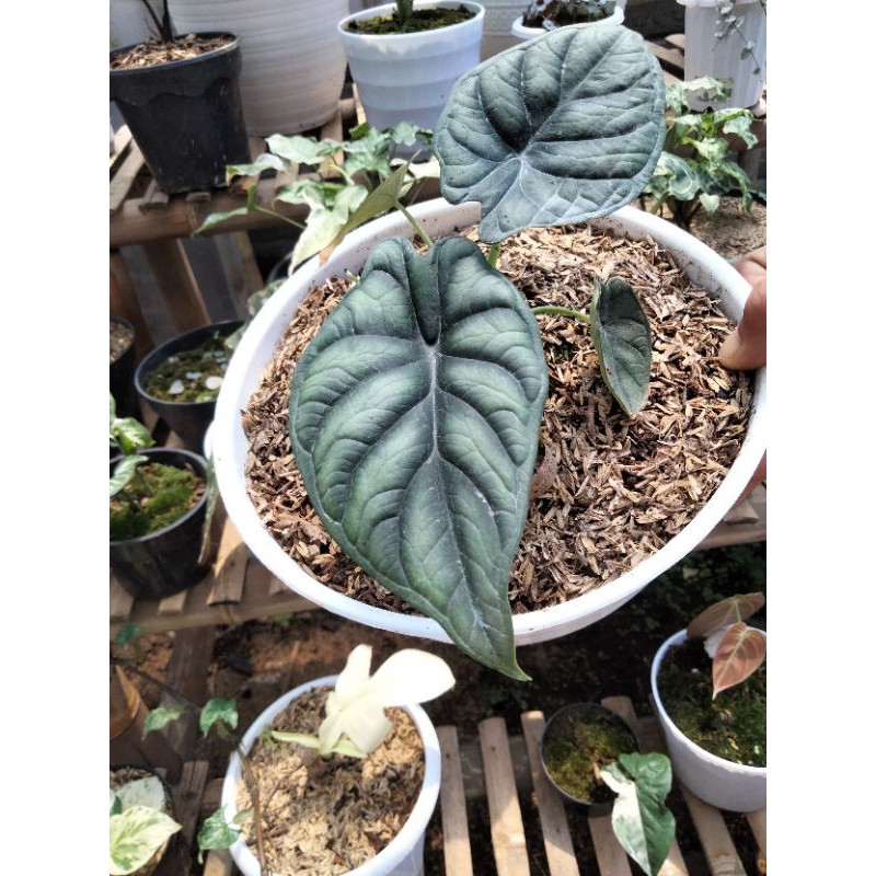 Tanaman hias Alocasia Dragon scale