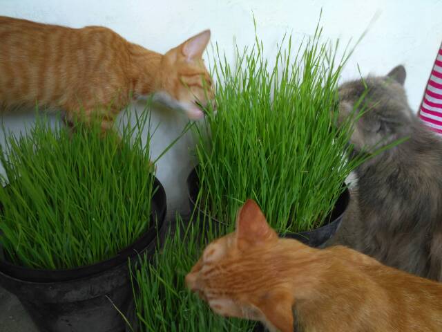 250 Gram Bibit Rumput Gandum / Wheatgrass / Rumput Kucing / Cat 