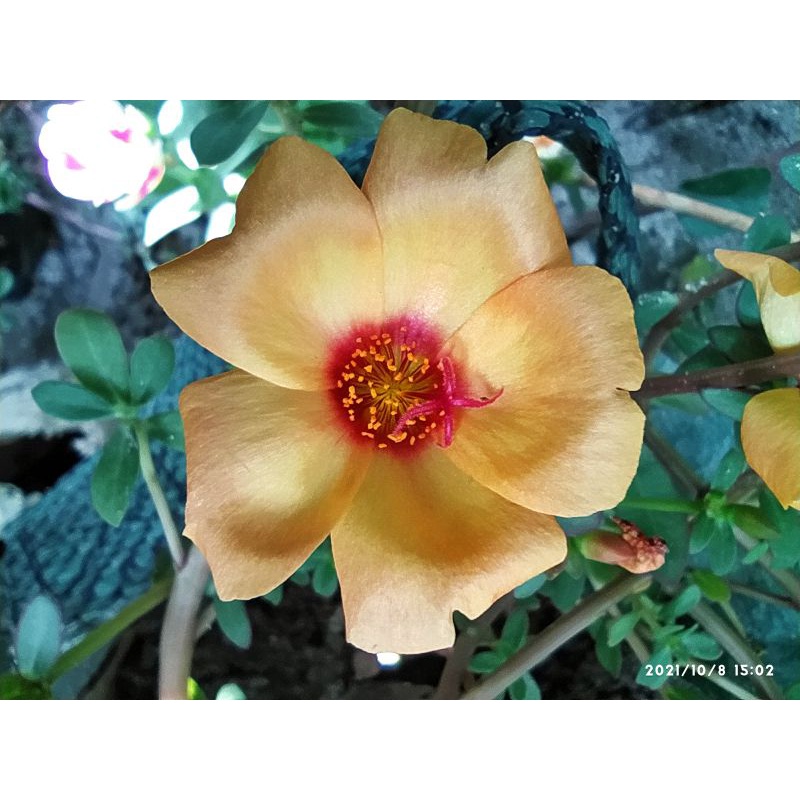 krokot bunga warna kuning muda