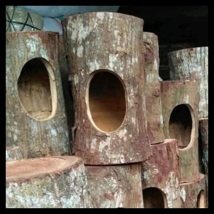 Indh Glodok Burung Murai Besar Terlengkap Kode 814