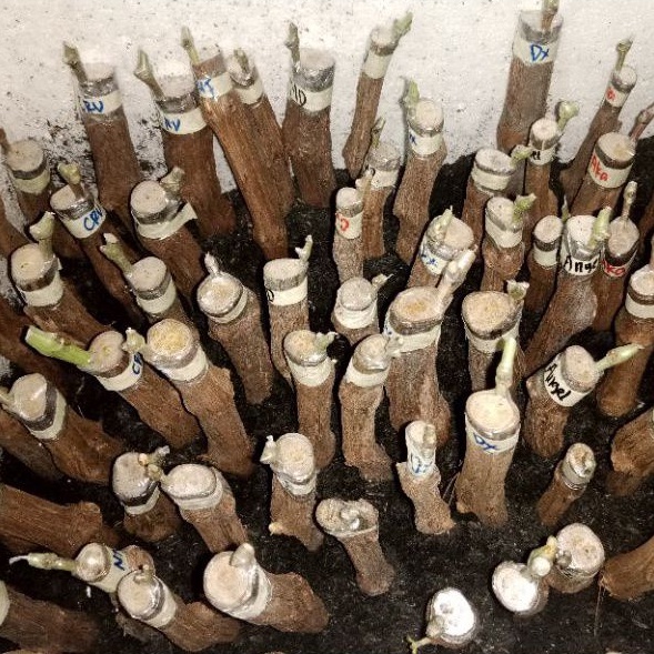 Cutting grafting anggur import