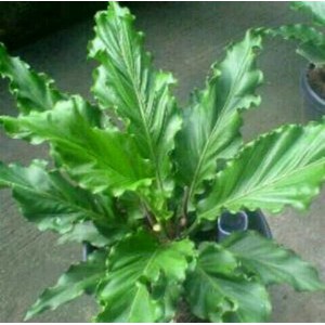 BIBIT BUNGA GELOMBANG CINTA