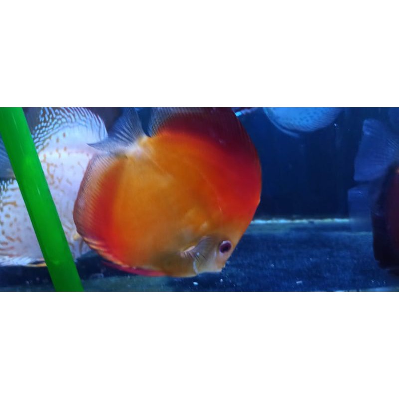 Discus pair proven red melon 5 inch