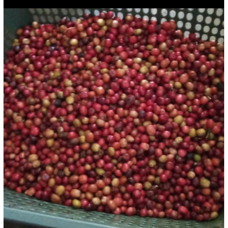 

Grend bean robusta grade 1 full merah asli temanggung