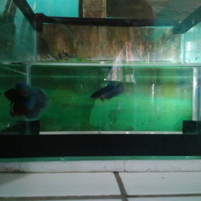 Ikan cupang halfmoon 1 pasang/pair cocok untuk belajar bredding