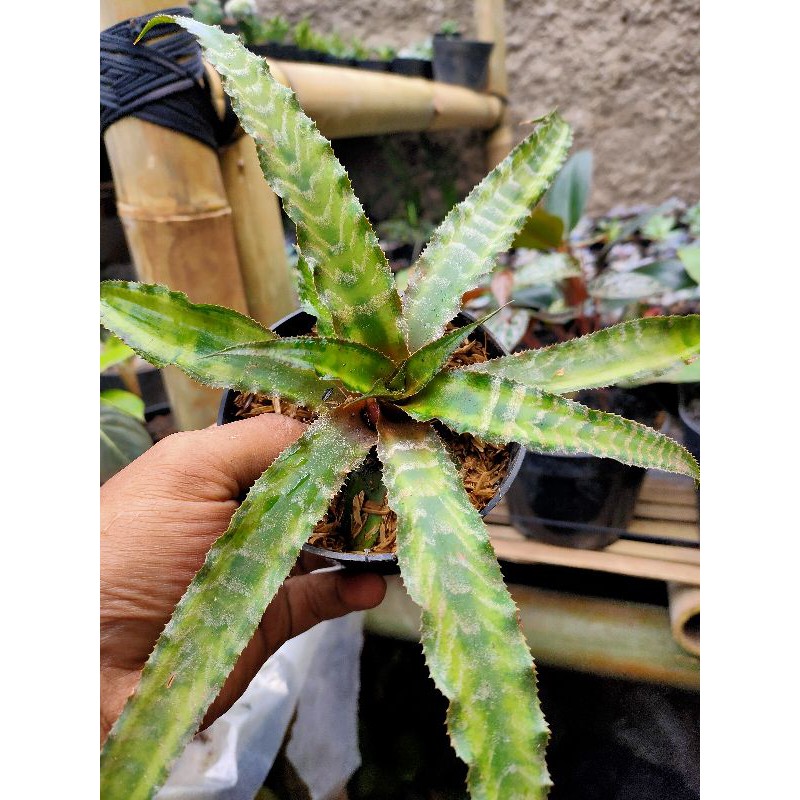 Bunga hias Bromelia, bromelia tokek, bromelia tokek hijau, bromelia tokek coklat/hitam