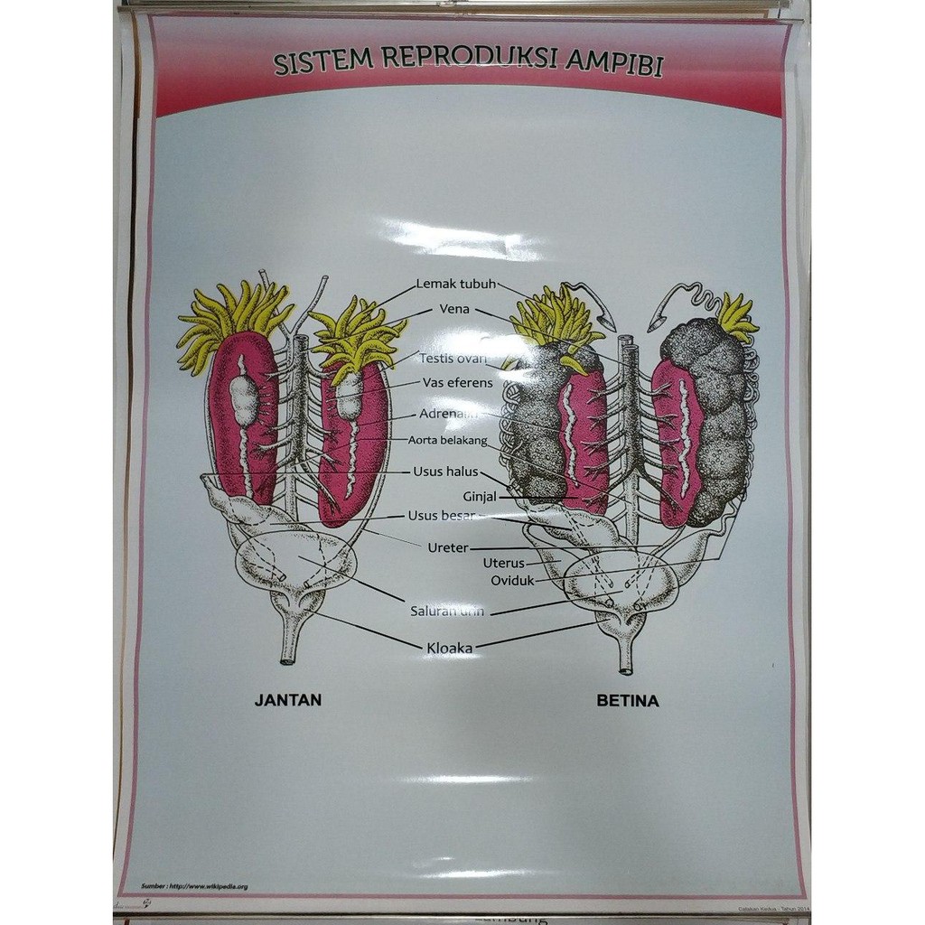 Poster Sistem Reproduksi Hewan