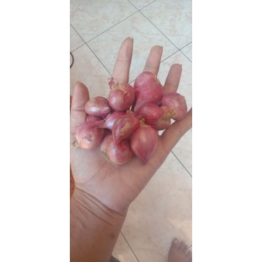 

bawang merah murah