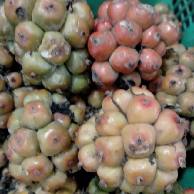 

Buah asam cekala asli medan, berat 250 gram
