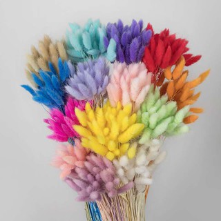 BUNNY TAIL LAGURUS BUNGA KERING DRIED FLOWER ECER PER 10 BUNNY TAIL LAGURUS BUNGA KERING DRIED FLOWER ECER PER 10