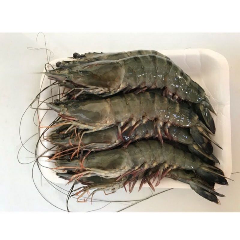

UDANG WINDU FRESH SIZE 60 80 PER 500 GRAM