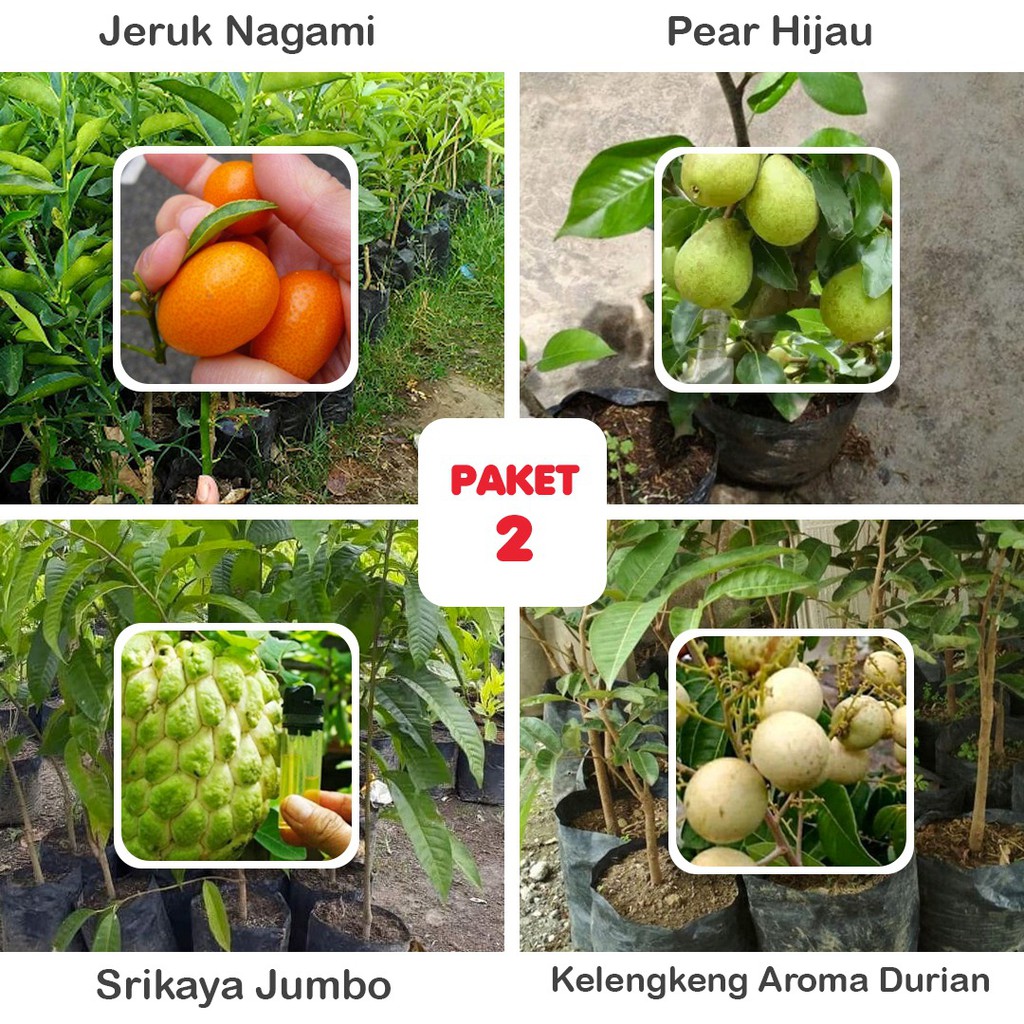 

5 Bibit Unggul - Raja Bibit