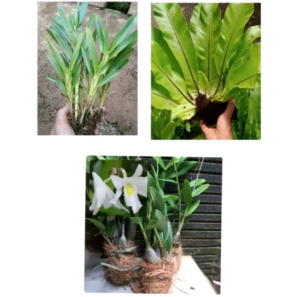 promo 3 jenis tanaman hias anggrek