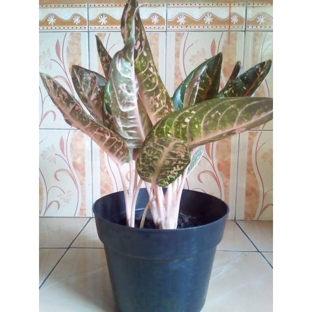 Aglonema dona carmen / tanaman hias aglaonema dona carmen (tanaman hidup-bunga AGLAONEMA hidup Besar