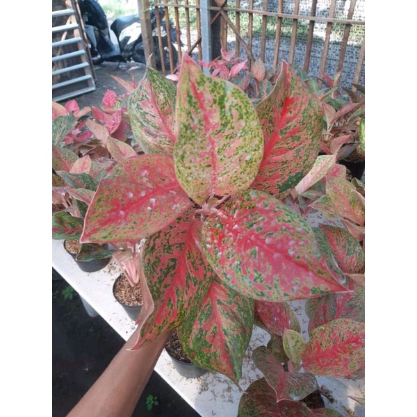 Aglonema STRIPTIS/Remaja RIMBUN/Murrah bergaransi (BISA COD)