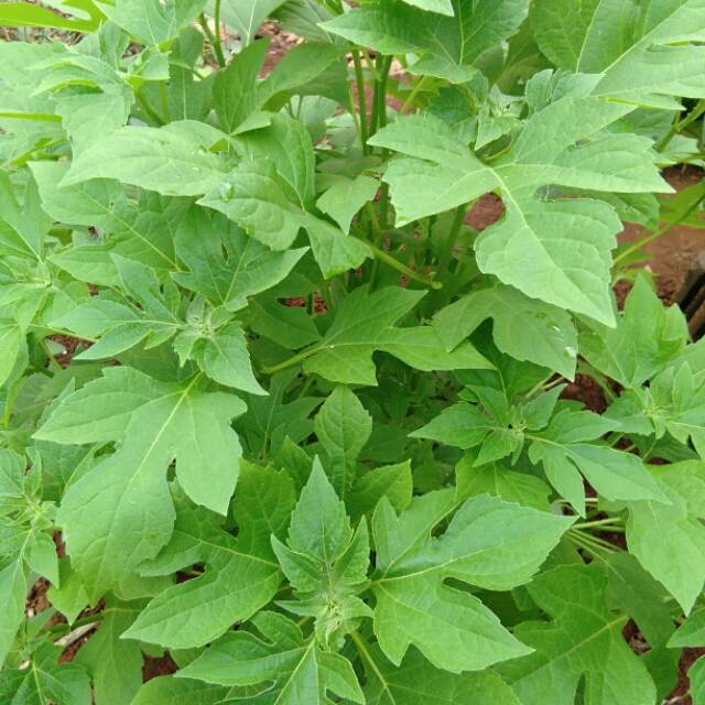 

Daun Insulin segar dan kering