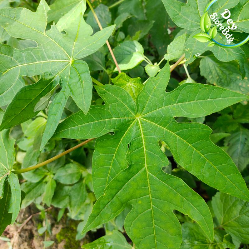 

Daun pepaya segar baru petik