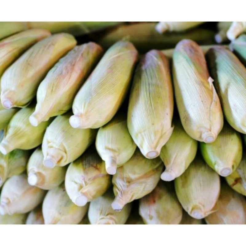 

Jagung Manis segar per 2 pcs Pasar Segar Depok