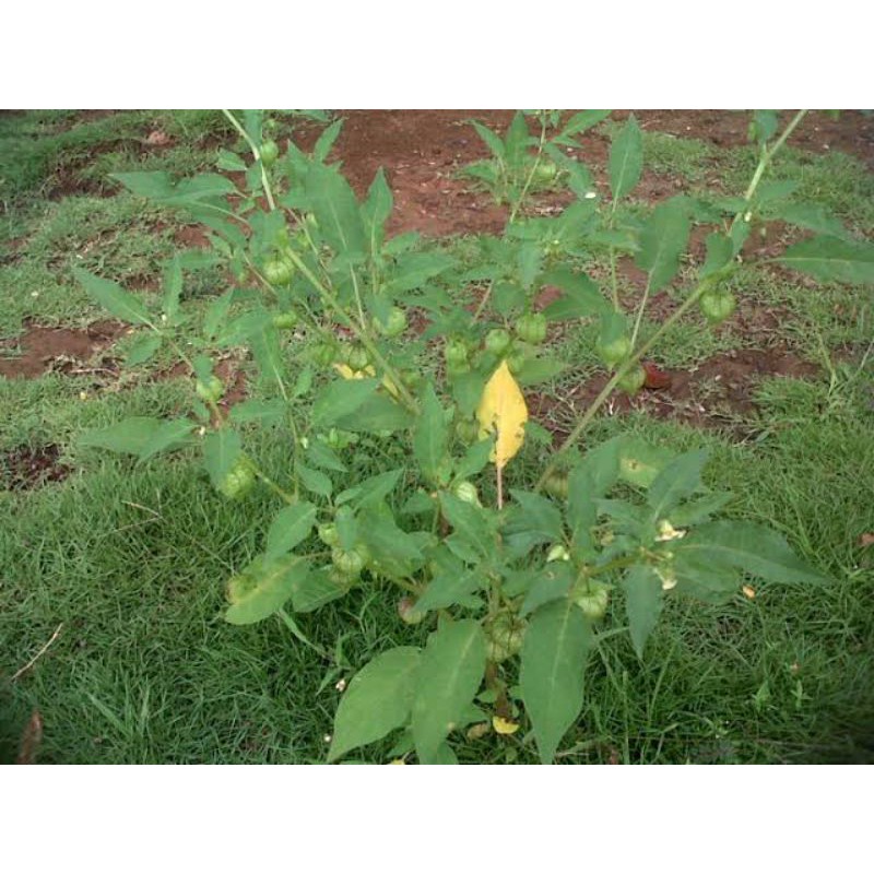 

ciplukan batang , daun , akar .segar/kering 250gram