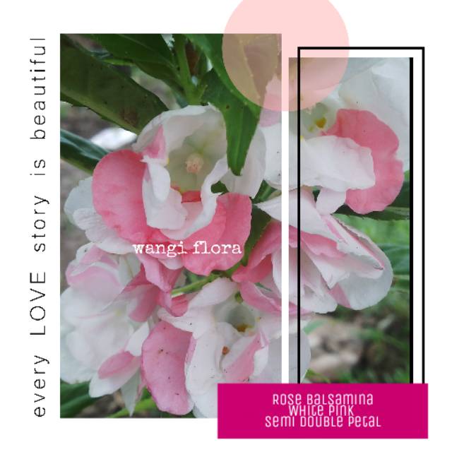 Pacar air  single petal putih pink